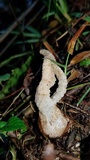 Pseudocolus fusiformis image