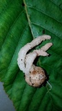 Pseudocolus fusiformis image