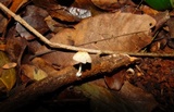 Coprinopsis spelaiophila image