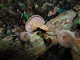 Lentinus velutinus image