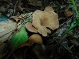 Lentinus velutinus image