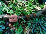 Daedalea flavida image