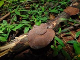 Daedalea flavida image