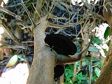 Daedalea flavida image