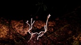 Cordyceps tenuipes image