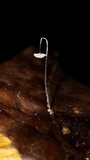 Mycena punkissima image