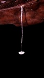 Mycena punkissima image