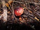 Leucoagaricus rubrotinctus image