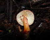 Leucoagaricus rubrotinctus image