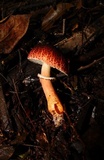 Leucoagaricus rubrotinctus image