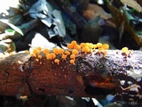 Favolaschia thwaitesii image