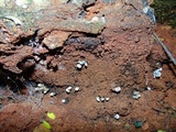Xylaria polymorpha image