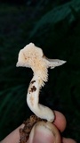 Hydnum zongolicense image