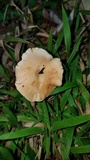 Hydnum zongolicense image