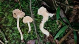 Hydnum zongolicense image