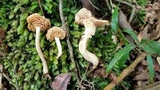 Hydnum zongolicense image