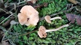 Hydnum zongolicense image