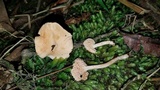 Hydnum zongolicense image
