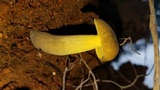 Retiboletus flavoniger image