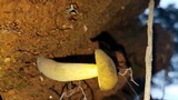 Retiboletus flavoniger image