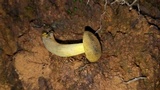 Retiboletus flavoniger image