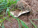 Termitomyces umkowaan image