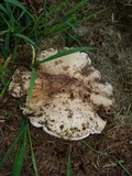 Termitomyces umkowaan image