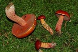 Boletus frostii image