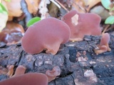 Auricularia angiospermarum image