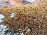 Hydnoporia olivacea image