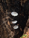 Pleurotus dryinus image