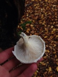 Pleurotus dryinus image