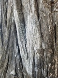 Image of Topelia californica