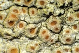 Topelia californica image