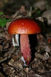 Boletus frostii image