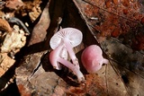 Mycena rosea image