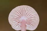 Mycena rosea image