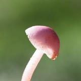Mycena rosea image