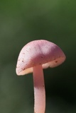 Mycena rosea image