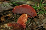 Boletus frostii image