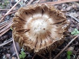 Inocybe rimosa image