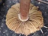 Inocybe rimosa image