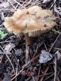 Inocybe rimosa image