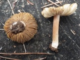 Inocybe rimosa image