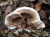 Bjerkandera adusta image