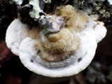 Bjerkandera adusta image