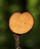 Galiella rufa image