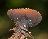 Galiella rufa image
