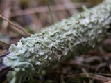 Canoparmelia caroliniana image