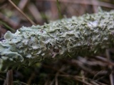 Canoparmelia caroliniana image